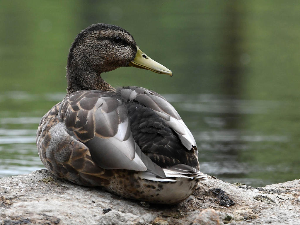 Mallard2.jpg