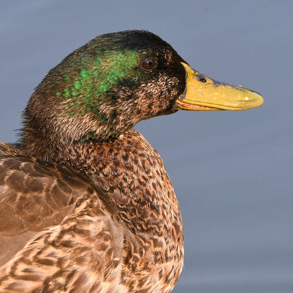 Mallard2.jpg