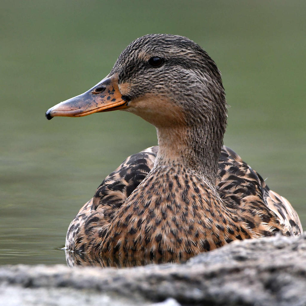 Mallard2.jpg