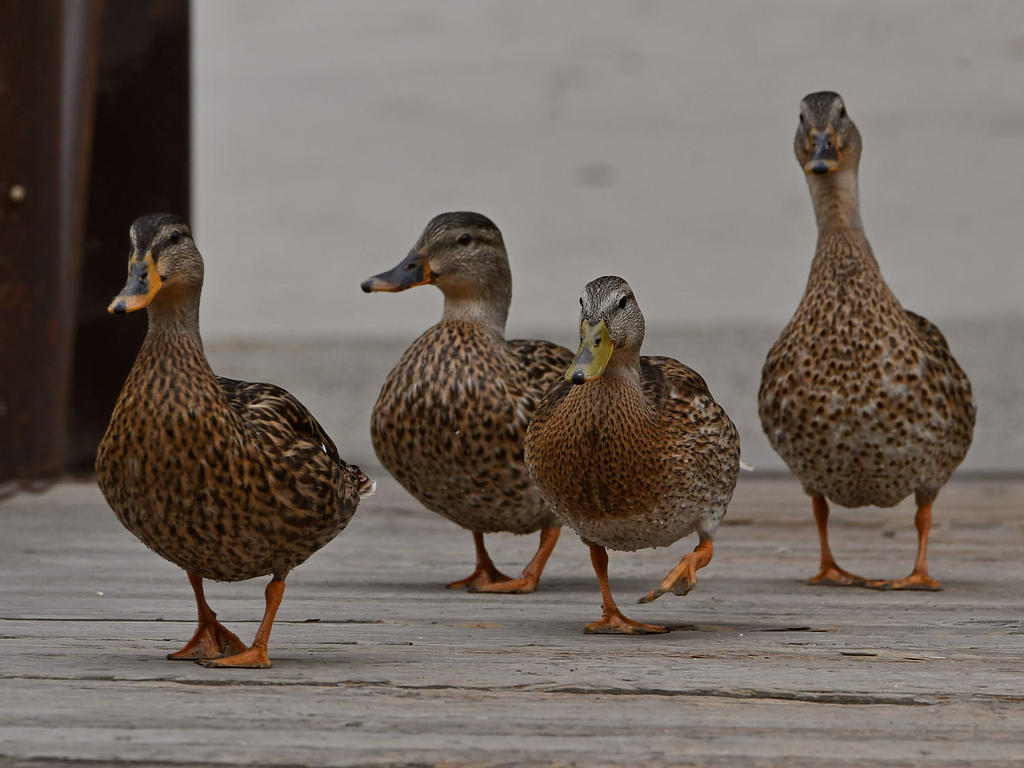 Mallard2.jpg