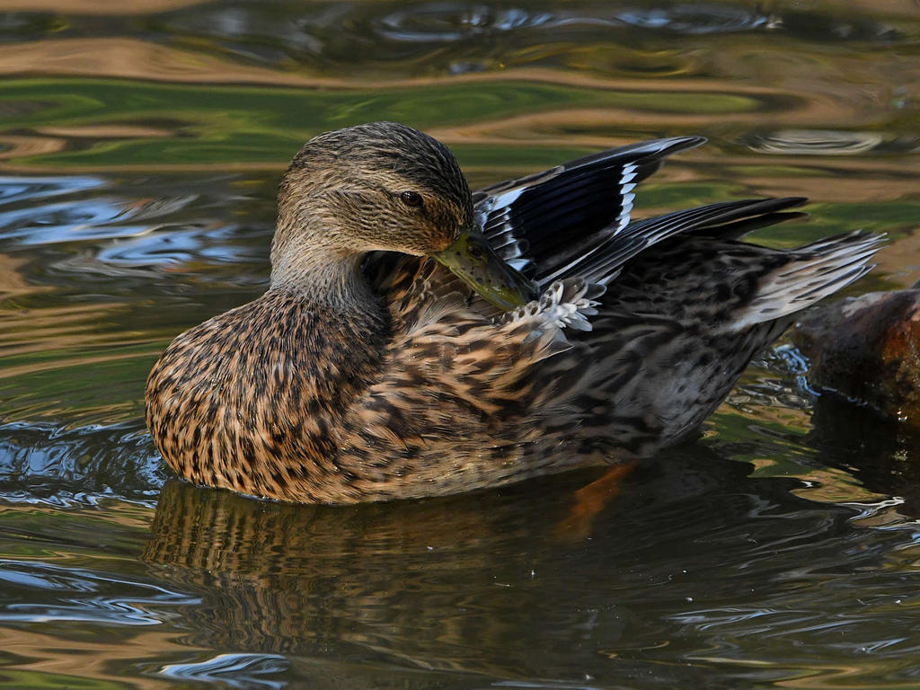 Mallard2.jpg