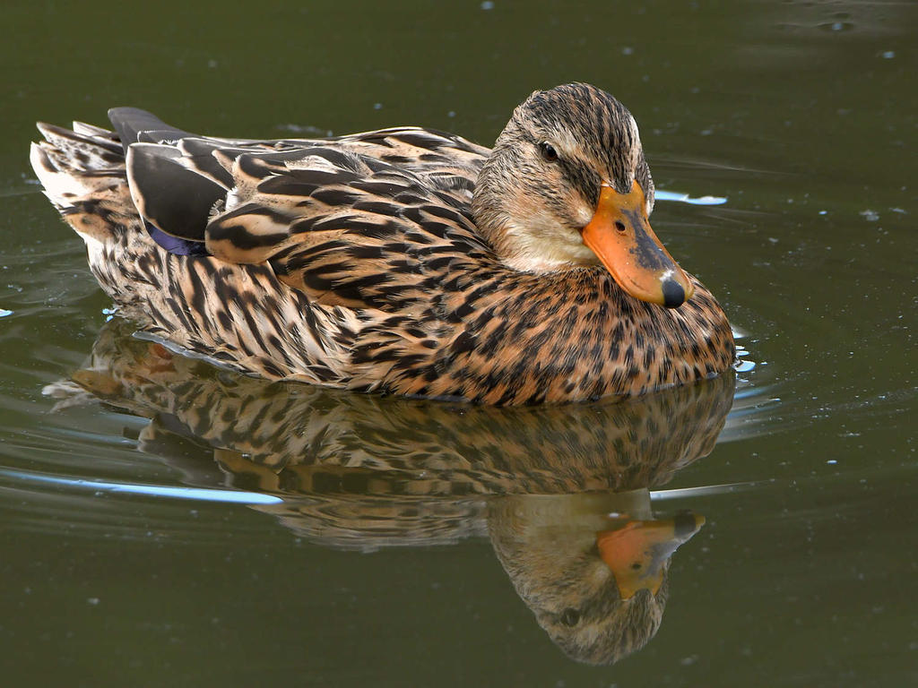 Mallard2.jpg