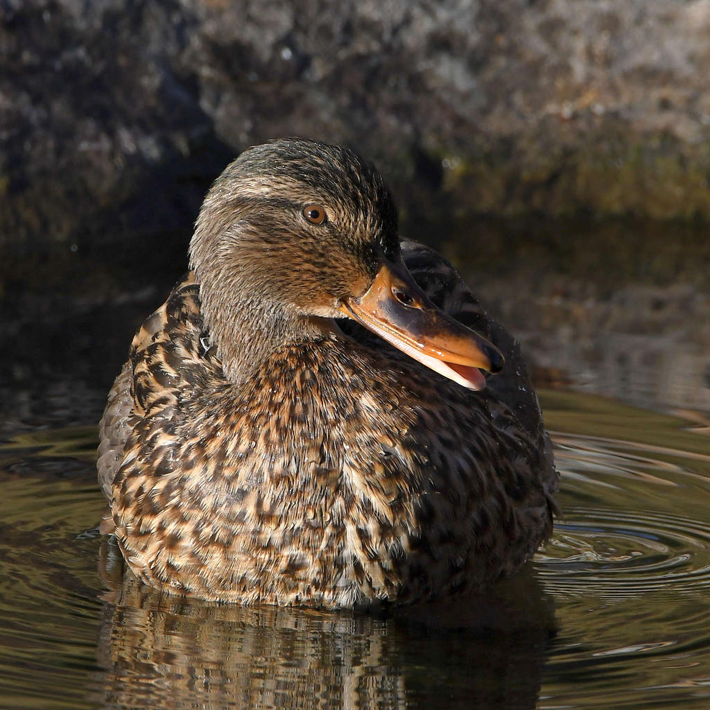 Mallard2.jpg