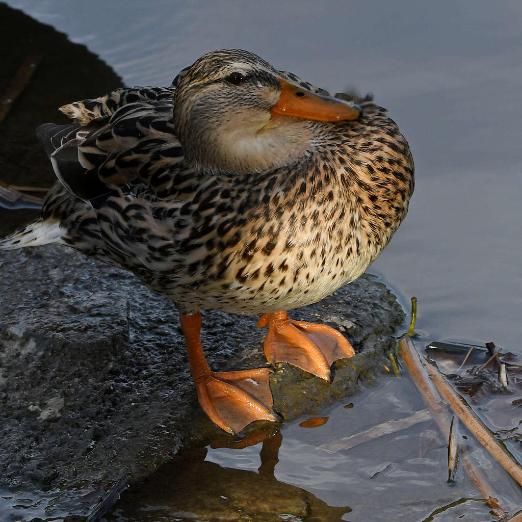 Mallard2.jpg