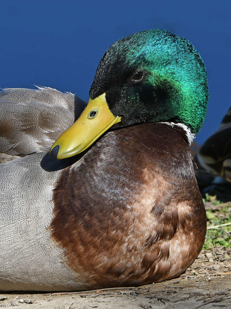 Mallard2.jpg