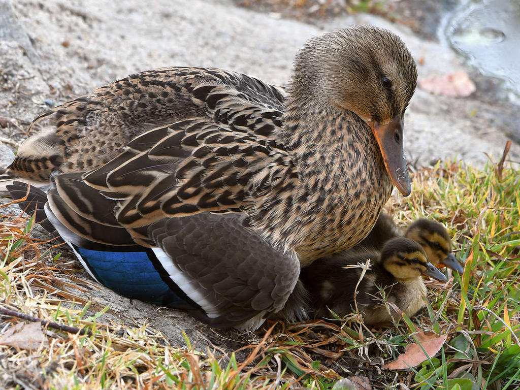 Mallard2.jpg