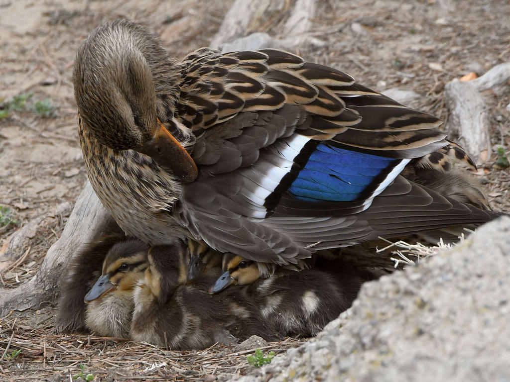 Mallard2.jpg