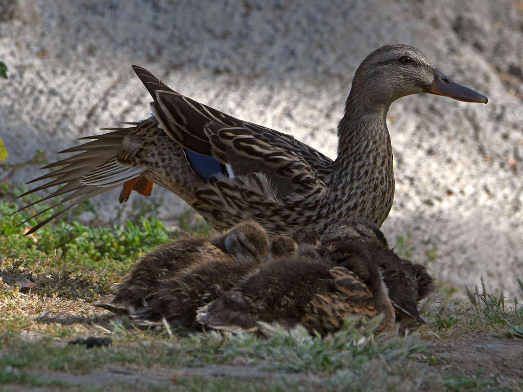 Mallard2.jpg