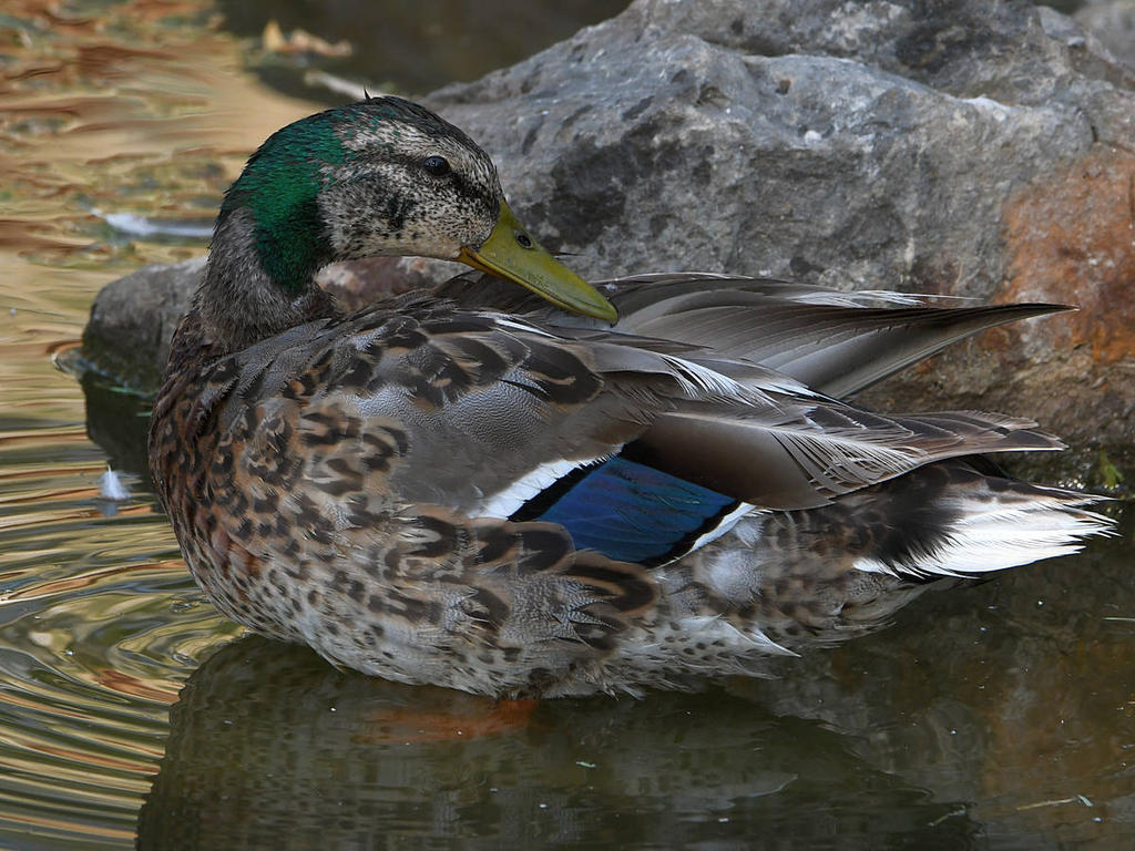 Mallard2.jpg