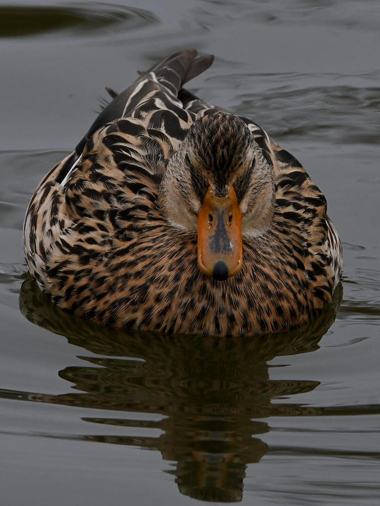 Mallard2.jpg