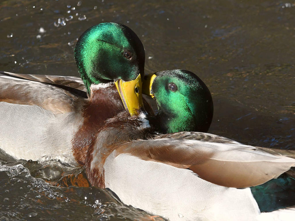 Mallard2.jpg