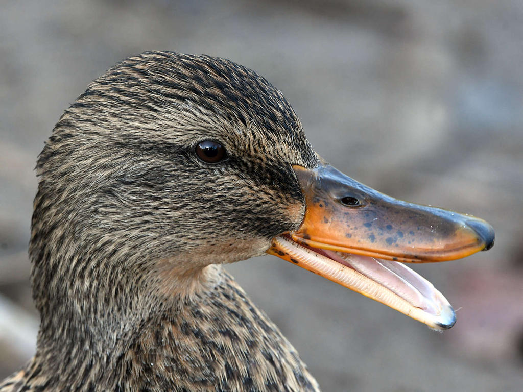 Mallard2.jpg