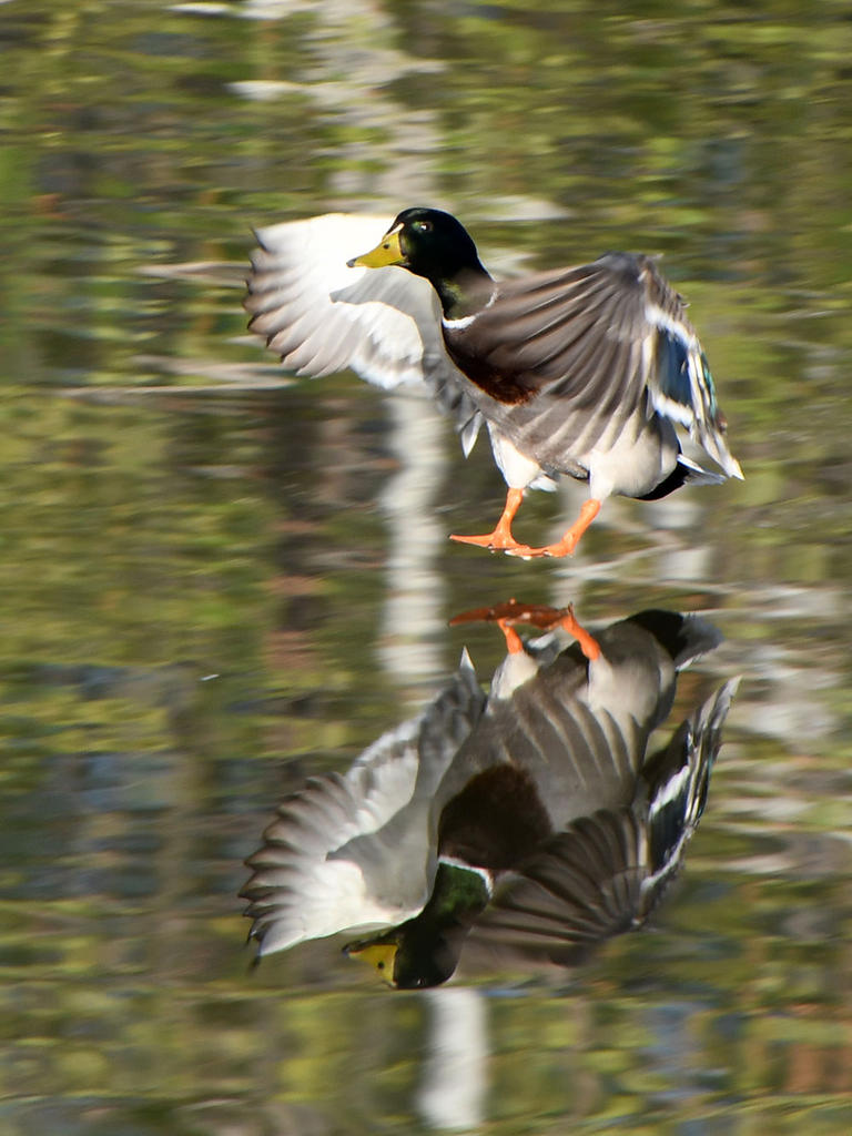 Mallard2.jpg