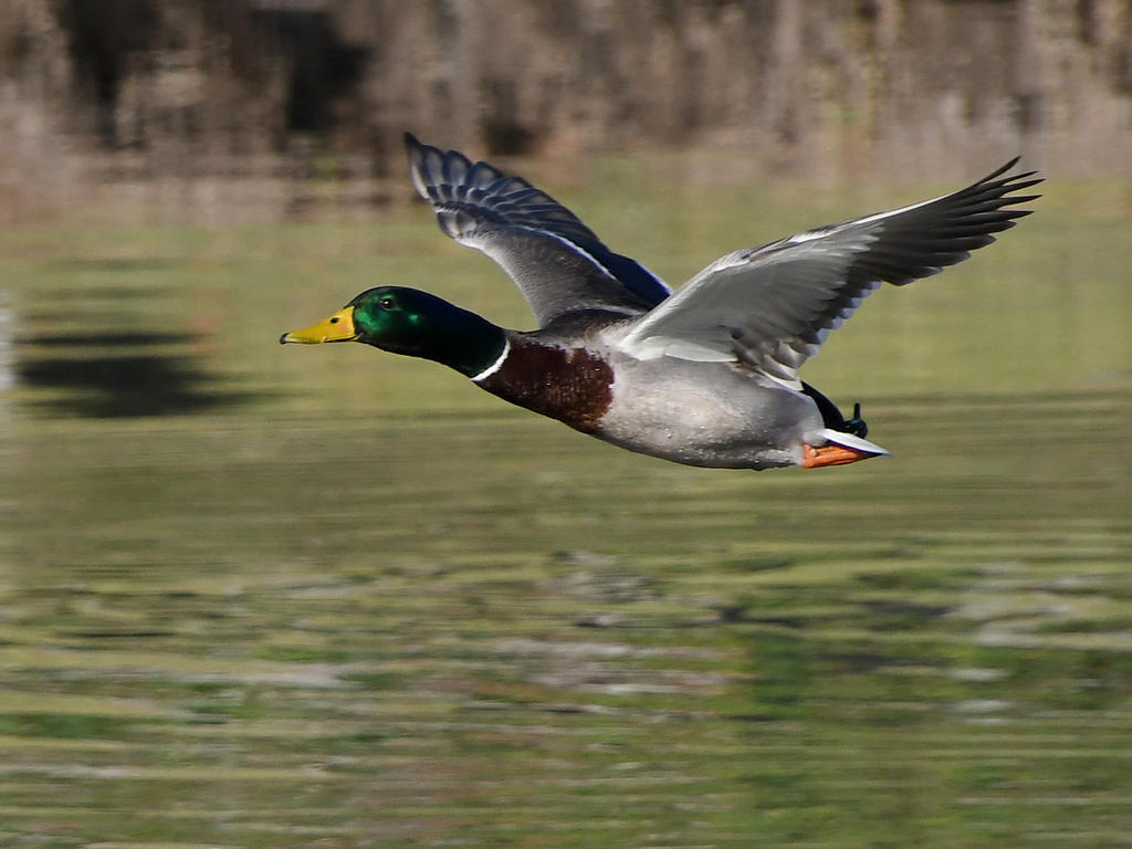 Mallard2.jpg