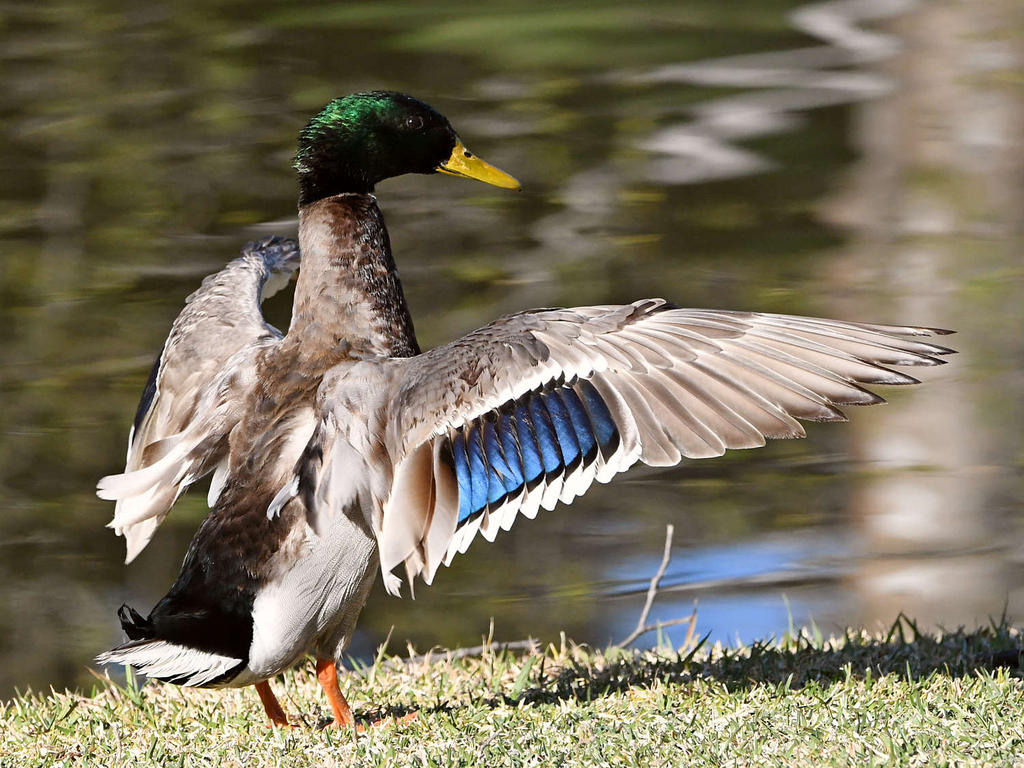 Mallard2.jpg
