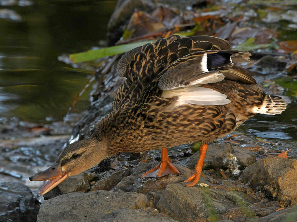 Mallard2.jpg