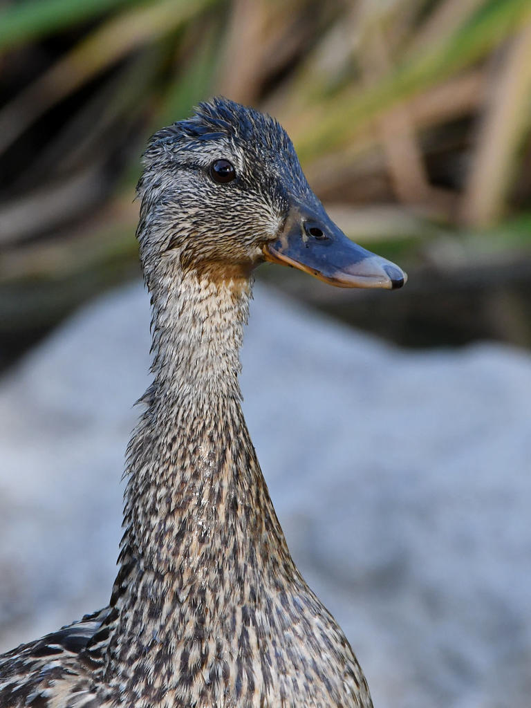 Mallard2.jpg