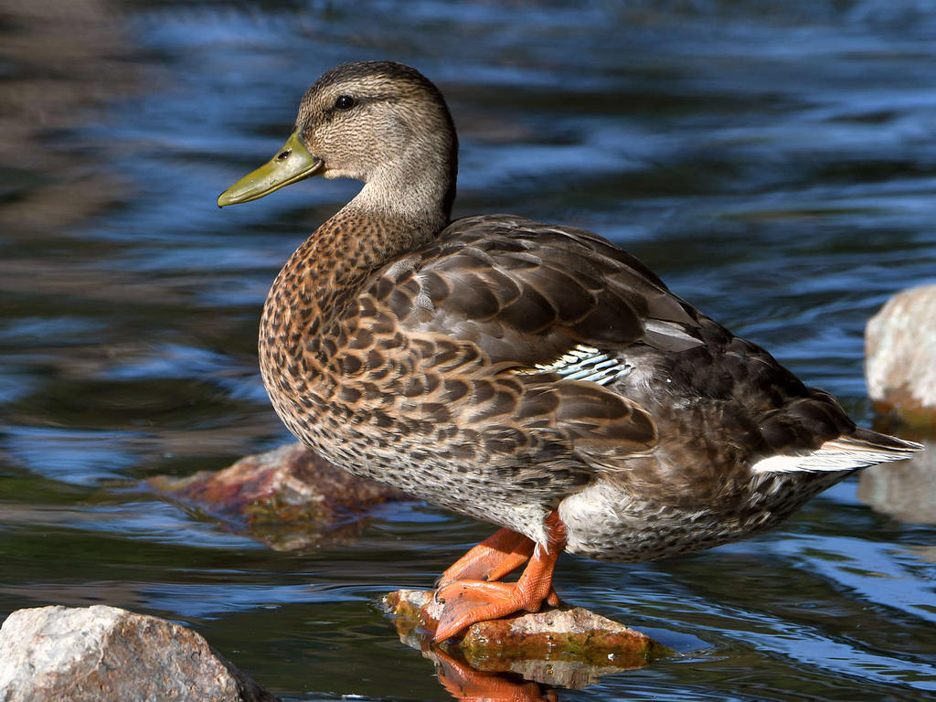 Mallard2.jpg