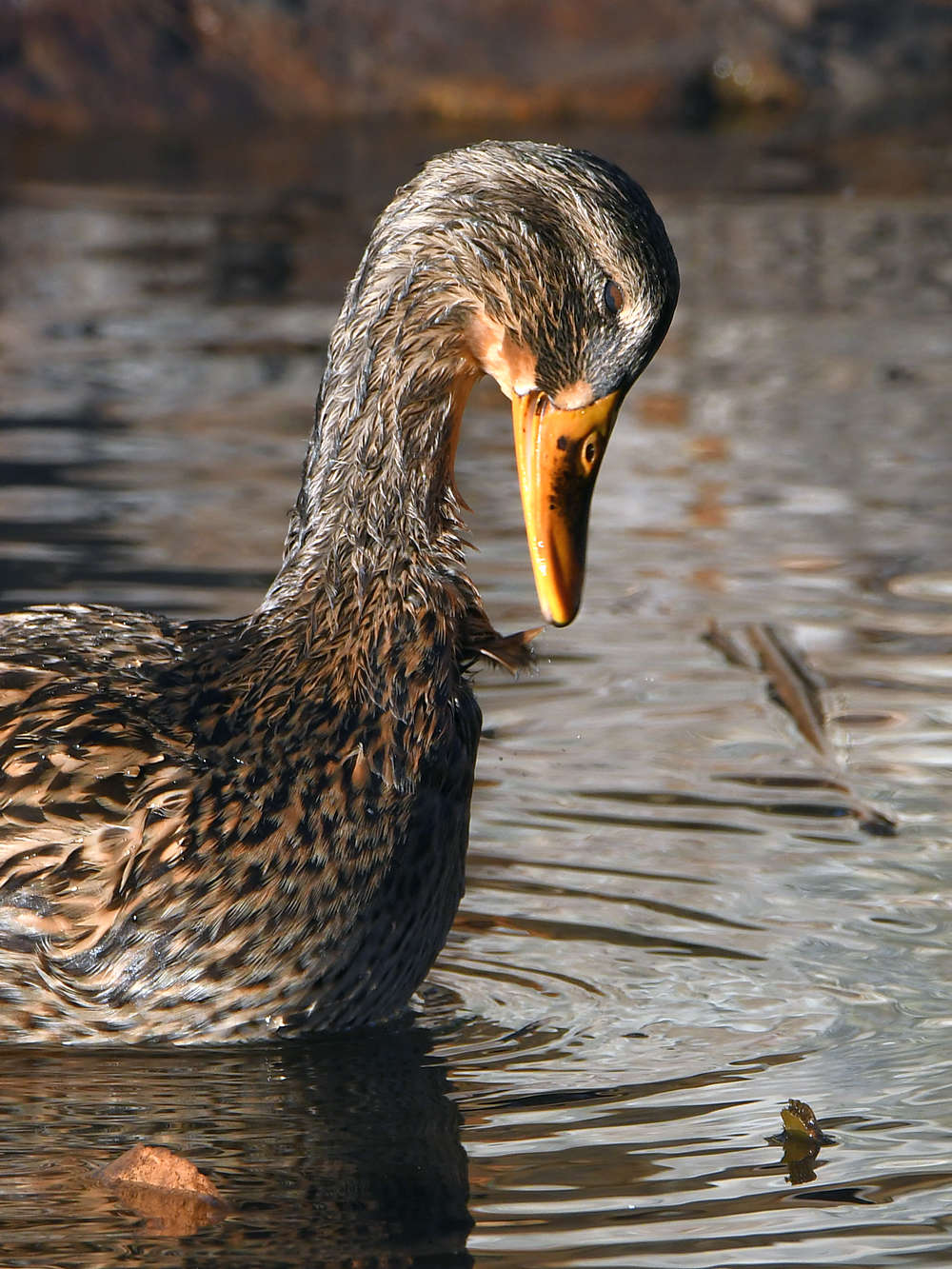Mallard2.jpg