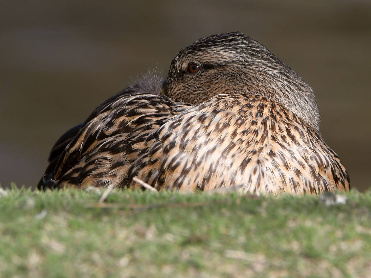 Mallard2.jpg