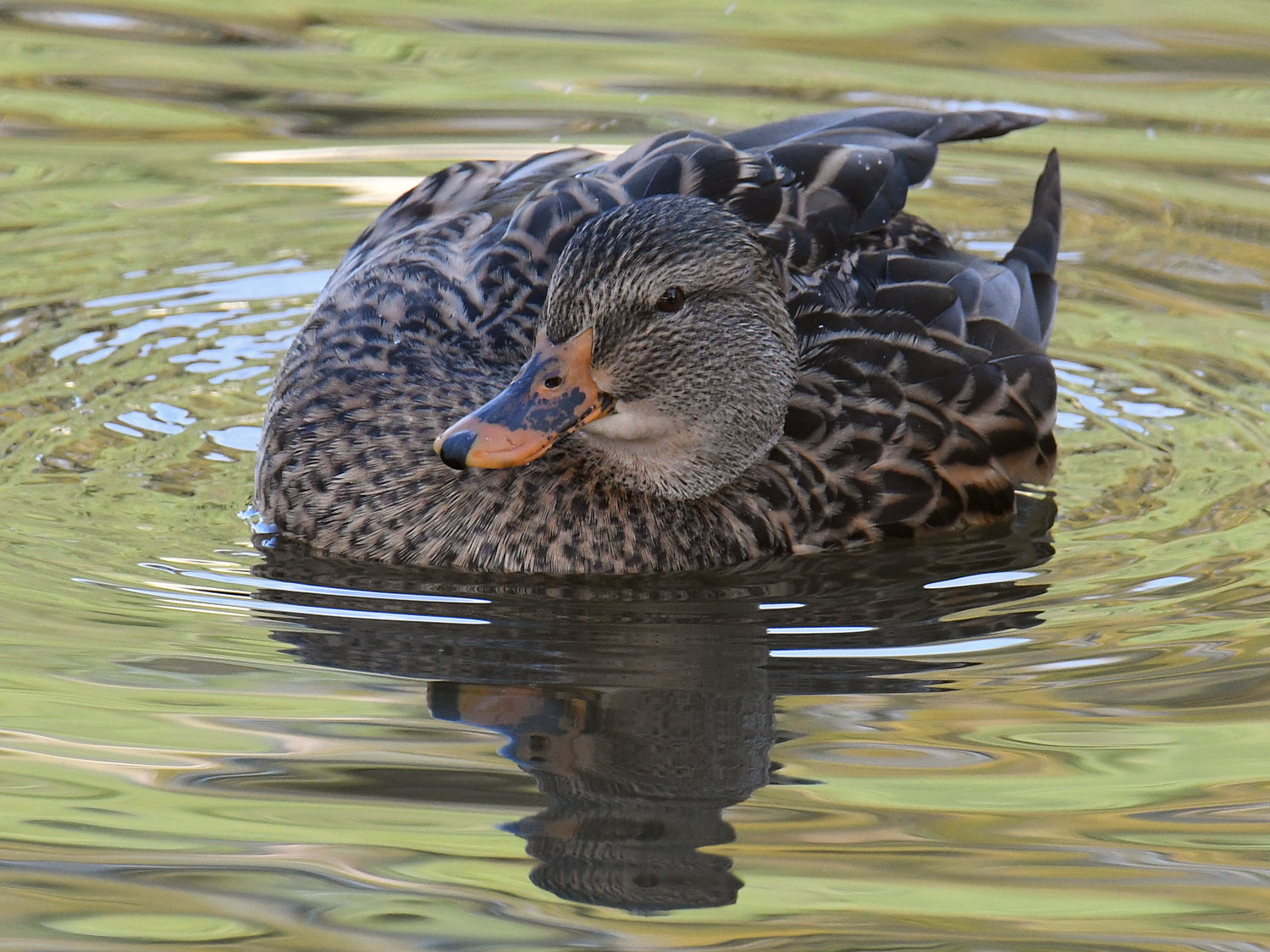 Mallard2.jpg