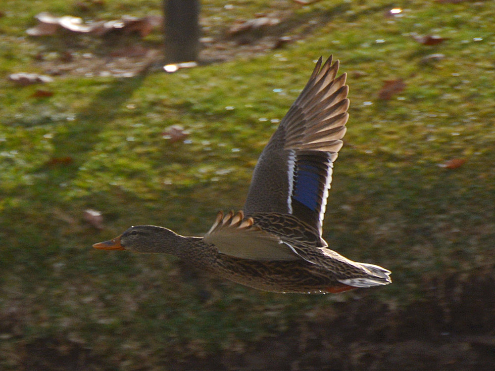 Mallard3.jpg