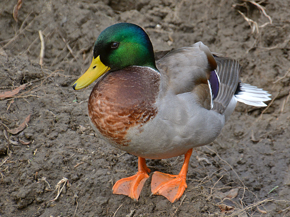 Mallard3.jpg