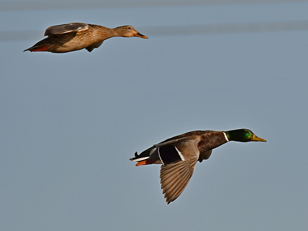 Mallard3.jpg