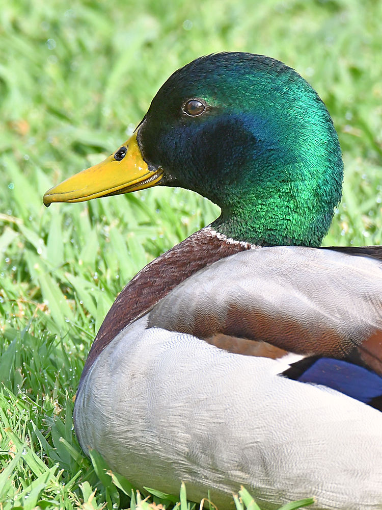 Mallard3.jpg