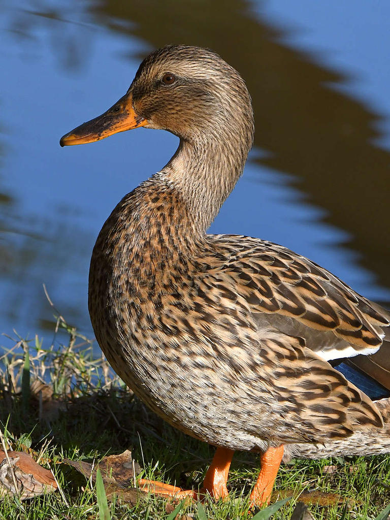 Mallard3.jpg