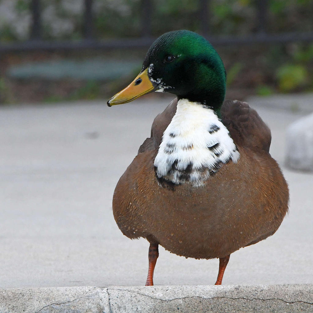 Mallard3.jpg