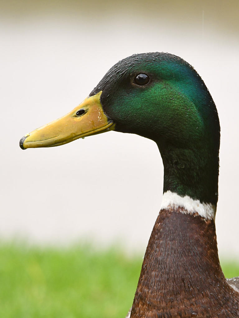Mallard3.jpg