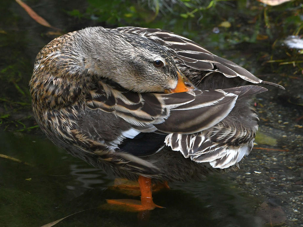 Mallard3.jpg