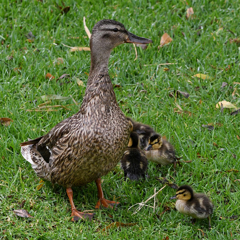 Mallard3.jpg