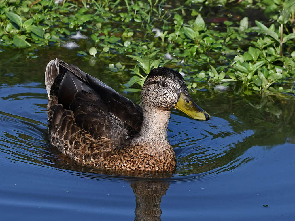 Mallard3.jpg