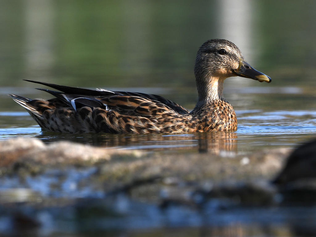 Mallard3.jpg