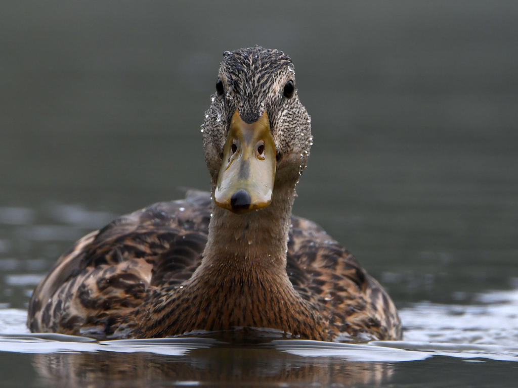 Mallard3.jpg