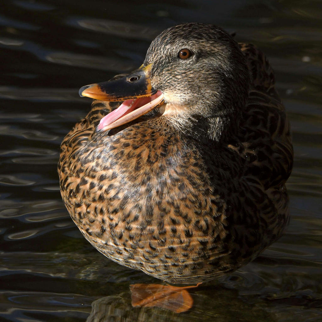 Mallard3.jpg