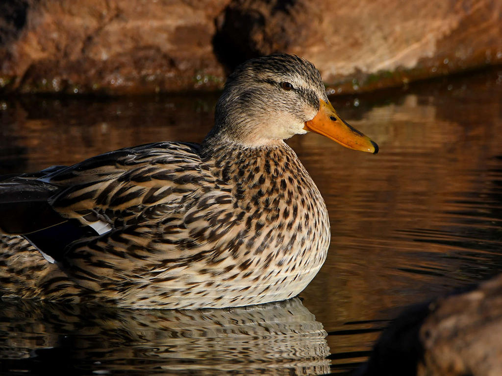Mallard3.jpg