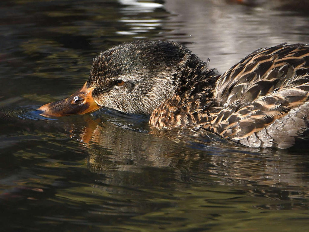 Mallard3.jpg