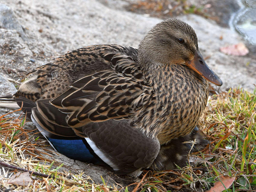 Mallard3.jpg