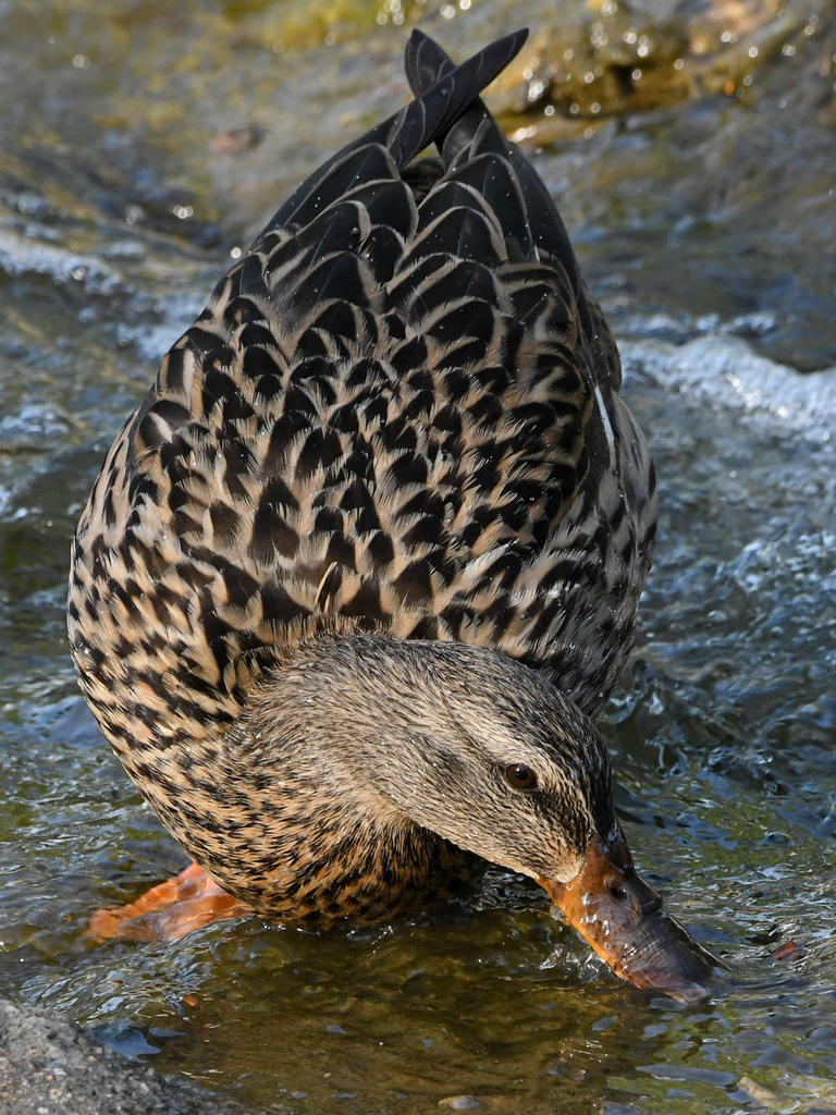 Mallard3.jpg