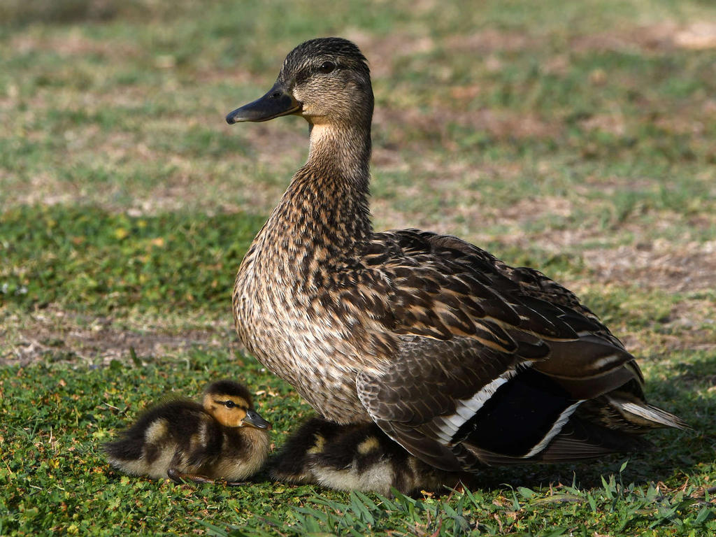 Mallard3.jpg