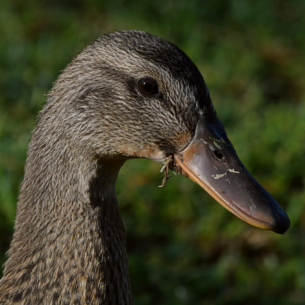 Mallard3.jpg