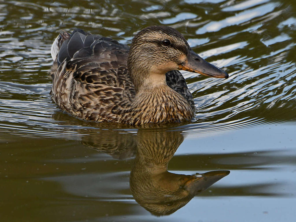 Mallard3.jpg