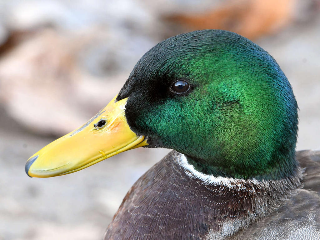 Mallard3.jpg