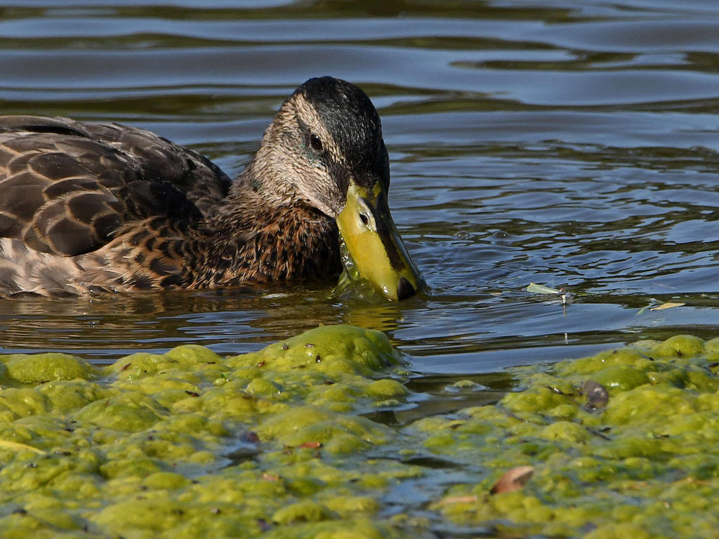 Mallard3.jpg