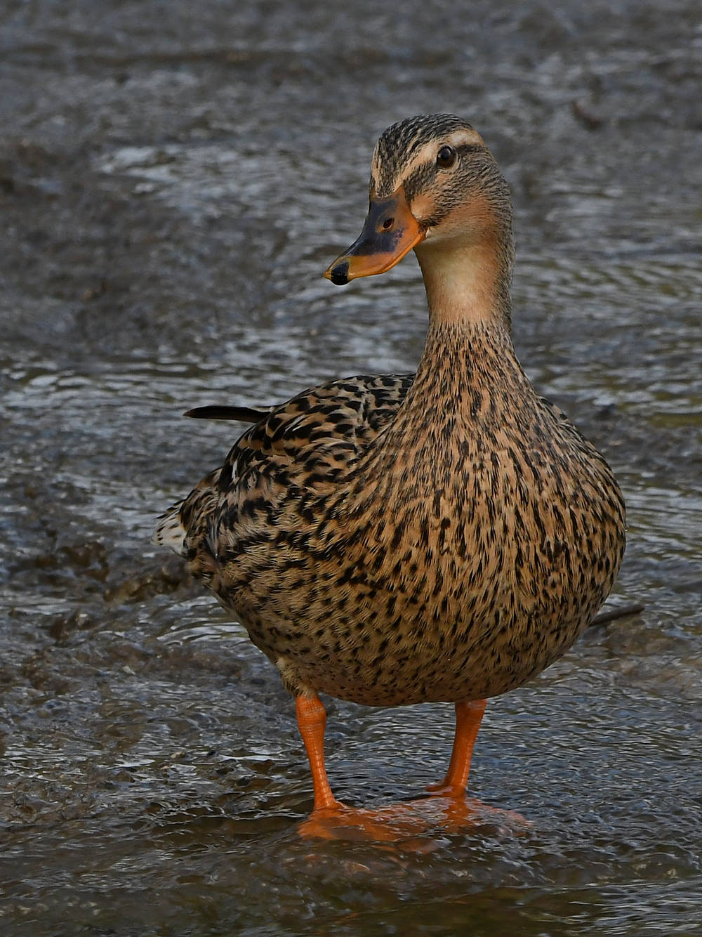 Mallard3.jpg