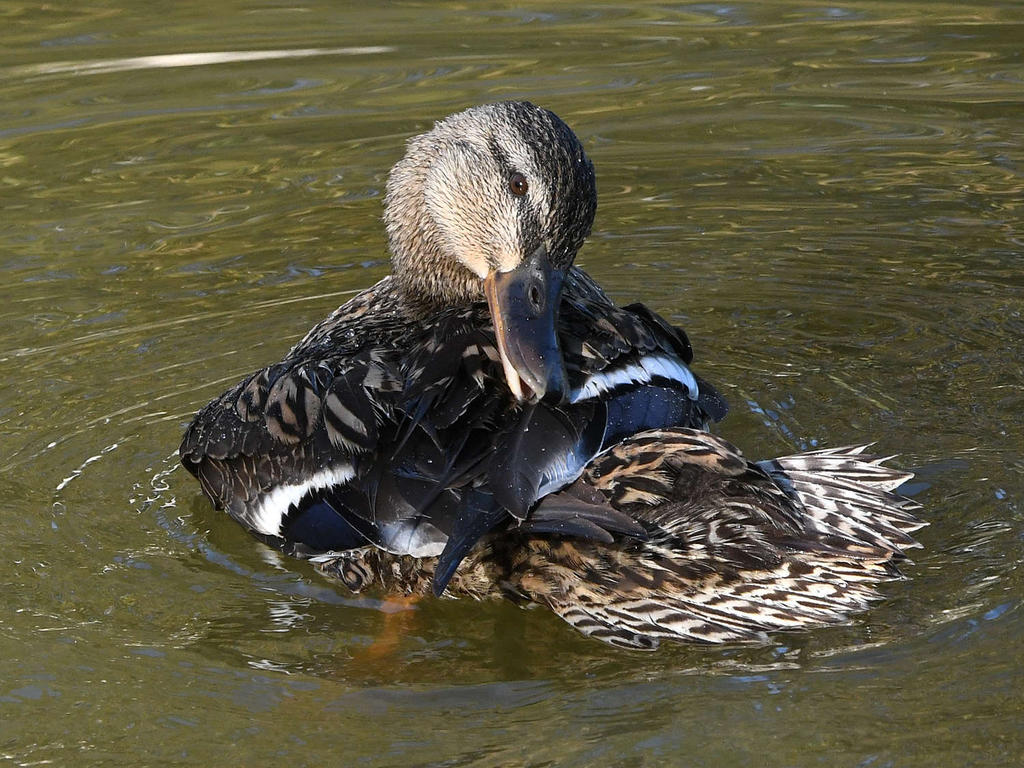 Mallard3_2022_09_06.jpg