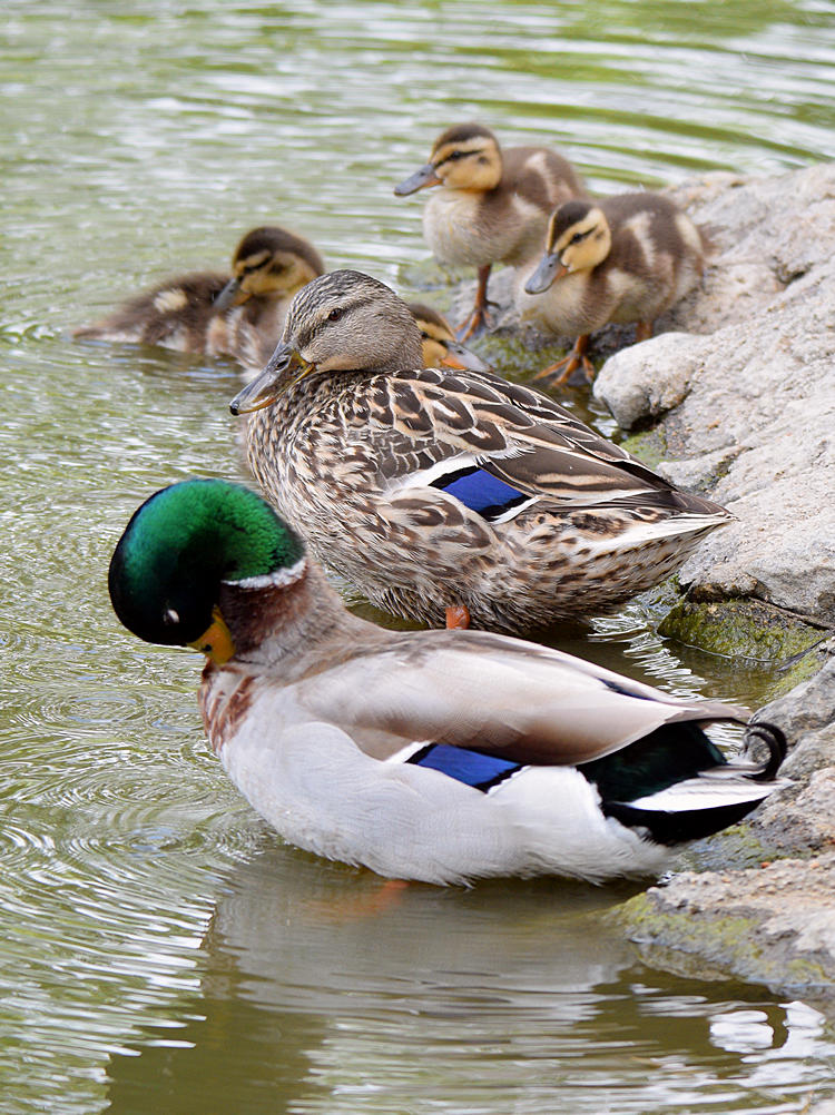 Mallard4.jpg